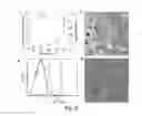 Fig. 12 - Megakaryocytic particles and microparticles for cell therapy and fate modification of stem and progenitor cells
