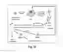 Fig. 25 - Megakaryocytic particles and microparticles for cell therapy and fate modification of stem and progenitor cells