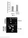 Fig. 03 - FORMATION OF MULTICELLULAR TUMOROIDS AND USES THEREOF