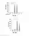 Fig. 04 - FORMATION OF MULTICELLULAR TUMOROIDS AND USES THEREOF