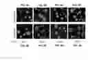 Fig. 06 - FORMATION OF MULTICELLULAR TUMOROIDS AND USES THEREOF