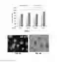 Fig. 07 - FORMATION OF MULTICELLULAR TUMOROIDS AND USES THEREOF