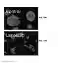 Fig. 09 - FORMATION OF MULTICELLULAR TUMOROIDS AND USES THEREOF