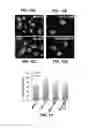 Fig. 12 - FORMATION OF MULTICELLULAR TUMOROIDS AND USES THEREOF