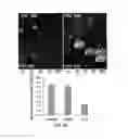 Fig. 22 - FORMATION OF MULTICELLULAR TUMOROIDS AND USES THEREOF