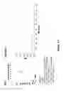 Fig. 07 - N-terminal derivatisation of proteins with polysaccharides