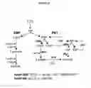 Fig. 18 - Organic acid synthesis from C1 substrates