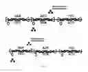 Fig. 07 - GENETICALLY ENGINEERED SENSORS FOR IN VIVO DETECTION OF BLEEDING