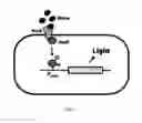 Fig. 09 - GENETICALLY ENGINEERED SENSORS FOR IN VIVO DETECTION OF BLEEDING