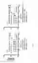 Fig. 11 - GENETICALLY ENGINEERED SENSORS FOR IN VIVO DETECTION OF BLEEDING
