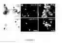 Fig. 02 - Compositions and methods for controlling plant growth and development