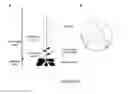 Fig. 07 - Compositions and methods for controlling plant growth and development