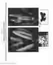 Fig. 19 - METHODS AND COMPOSITIONS FOR PRODUCING MALE STERILE PLANTS