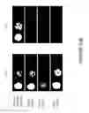 Fig. 29 - Methods for genomic integration