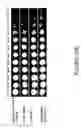 Fig. 32 - Methods for genomic integration