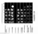 Fig. 33 - Methods for genomic integration