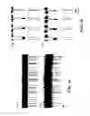 Fig. 09 - Fluorescence-based analysis of biopolymers using nanopores