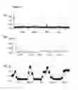 Fig. 04 - MUTANT PORES