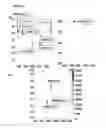 Fig. 07 - Method of improving the movement of a target polynucleotide with respect to a transmembrane pore