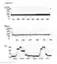 Fig. 20 - Method of improving the movement of a target polynucleotide with respect to a transmembrane pore