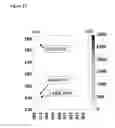 Fig. 28 - Method of improving the movement of a target polynucleotide with respect to a transmembrane pore