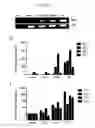 Fig. 07 - QPCR-BASED METHOD TO ASSESS T CELL FUNCTION