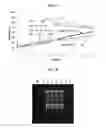 Fig. 02 - HIV-2 NUCLEIC ACIDS AND METHODS OF DETECTION