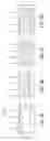 Fig. 06 - PROTECTIVE BINDING LAYER
