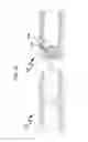 Fig. 30 - Reverse flow arming and actuation apparatus and method