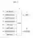 Fig. 03 - Exhaust purification system and method of desulfurizing lean NOx trap of exhaust purification system provided with lean NOx trap and selective catalytic reduction catalyst