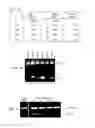 Fig. 02 - Modulation of synaptic maintenance