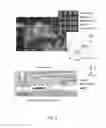 Fig. 03 - Flexible optical biosensor for point of use multi-pathogen detection