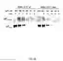 Fig. 07 - Method of determining a protein in a sample