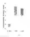 Fig. 06 - METHODS FOR DIAGNOSIS AND PROGNOSIS OF INFLAMMATORY BOWEL DISEASE USING CYTOKINE PROFILES
