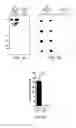 Fig. 06 - METHODS AND MATERIALS FOR DETECTING C9ORF72 HEXANUCLEOTIDE REPEAT EXPANSION POSITIVE FRONTOTEMPORAL LOBAR DEGENERATION OR C9ORF72 HEXANUCLEOTIDE REPEAT EXPANSION POSITIVE AMYOTROPHIC LATERAL SCLEROSIS