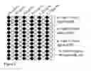 Fig. 05 - Red blood cell detection