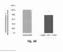 Fig. 06 - HIGH THROUGHPUT BIOCHEMICAL FLUOROMETRIC METHOD FOR MEASURING HDL REDOX ACTIVITY