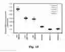 Fig. 19 - HIGH THROUGHPUT BIOCHEMICAL FLUOROMETRIC METHOD FOR MEASURING HDL REDOX ACTIVITY
