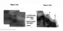 Fig. 20 - METHOD FOR ANALYZING BIOLOGICAL SPECIMENS BY SPECTRAL IMAGING