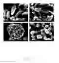 Fig. 03 - POLYNARY COMPOSITE OXIDE, PREPARATION METHOD AND USE THEREOF