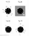 Fig. 03 - Ionic liquid filled porous carbon anode active material and method for manufacturing the same