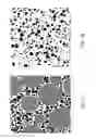 Fig. 02 - Magnesium phosphate cement based bipolar plate composite material