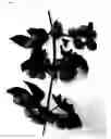 Fig. 09 - Hop plant named 'STUFF'