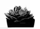 Fig. 01 - Pachyphytum plant named 'CORVUS'