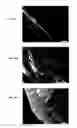 Fig. 05 - Cellulose binding domain chitosan seed coating