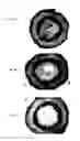 Fig. 08 - Cellulose binding domain chitosan seed coating