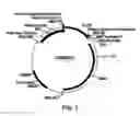 Fig. 02 - Compositions and methods for improving post-harvest properties of agricultural crops