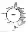 Fig. 05 - Compositions and methods for improving post-harvest properties of agricultural crops
