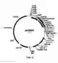 Fig. 06 - Compositions and methods for improving post-harvest properties of agricultural crops