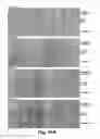 Fig. 14 - Compositions and methods for improving post-harvest properties of agricultural crops